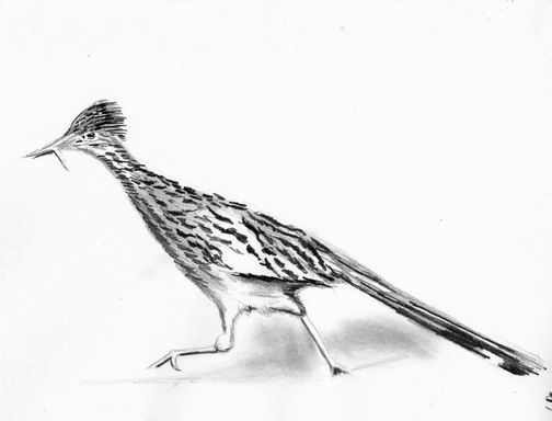 Road runner drawing