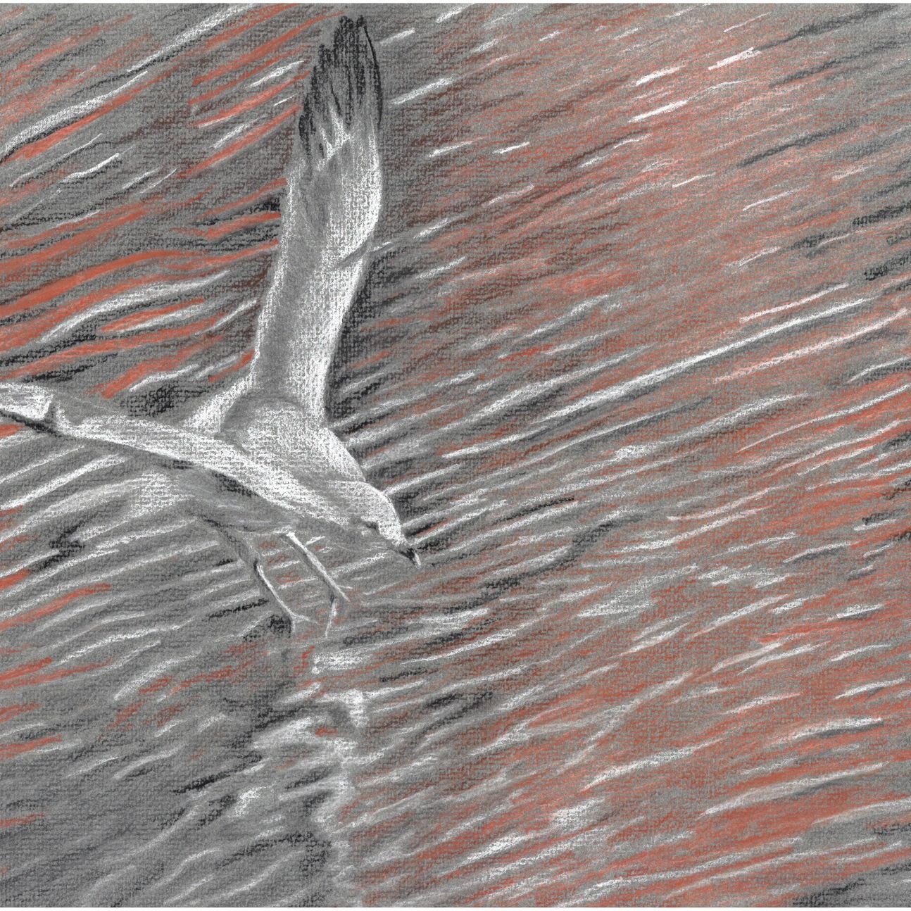 Seagull landing on a pond