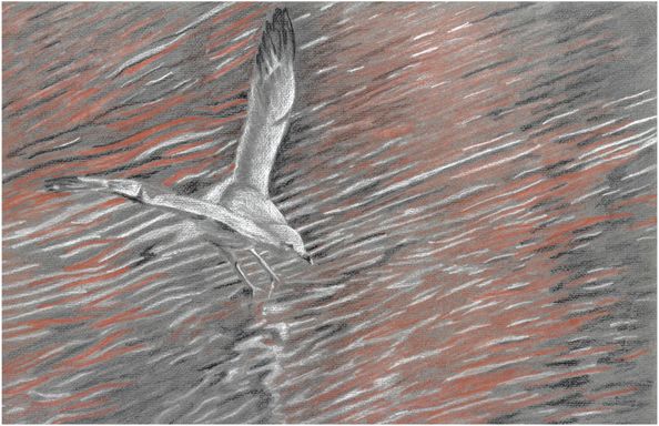 Seagull landing on a pond