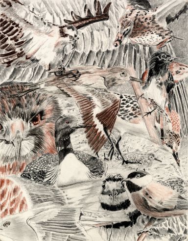 Birds of Cape Jourimain
