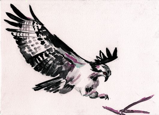 Osprey landing