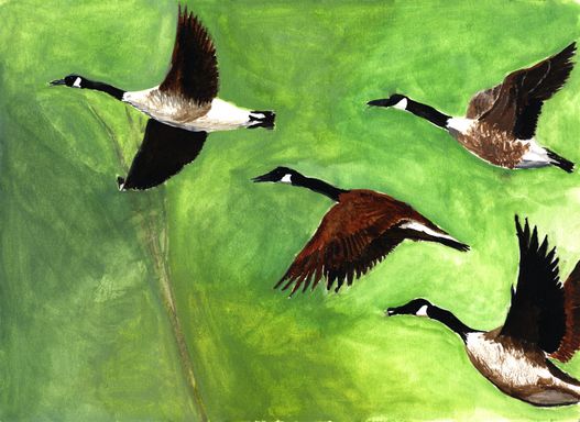 Canada geese watercolour