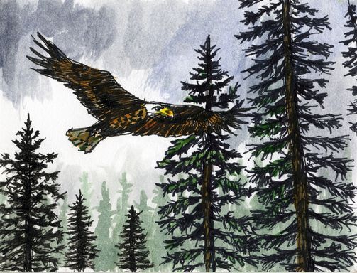 Eagle over Spruce watercolour